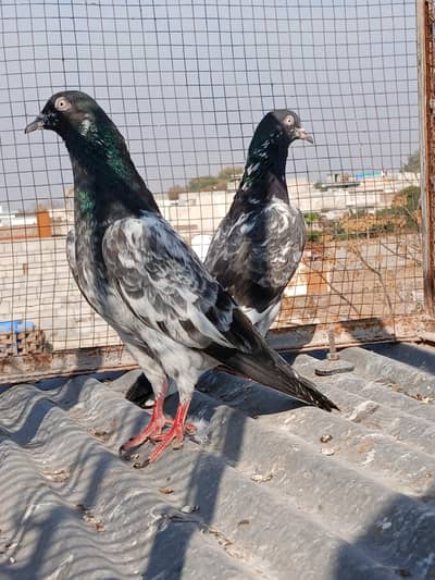 2 teedy  1 salety kmngar pair