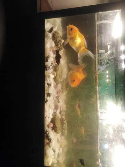 small aquarium with fishes