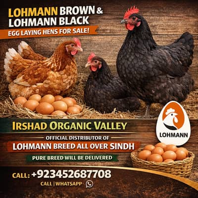 Pure Lohmann Black  Breed Egg Laying Hens – Official Distributor