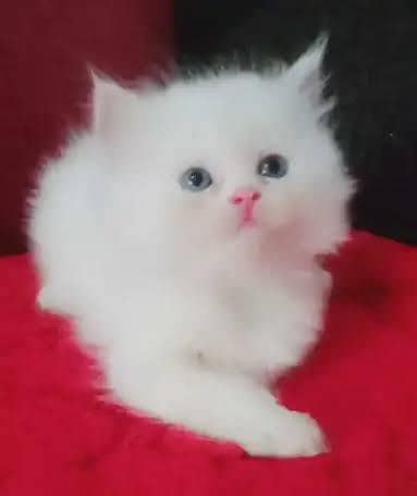Persian kittens