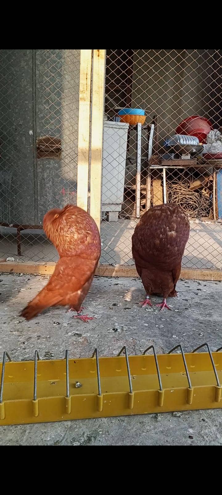 Red Hassein pouter 0