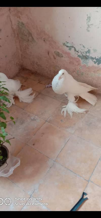 white pome ready to breed