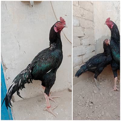 mushka Aseel chicks available for sale /-