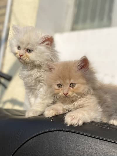 Persian Kittens