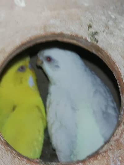 Undersized pairs for sale