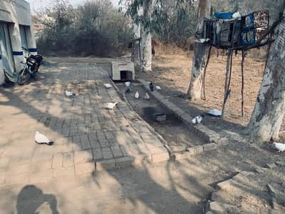 kabootar homing pigeon