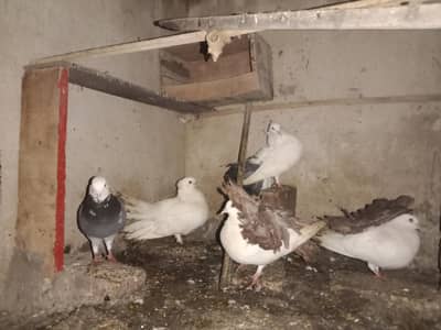 Laqa pigeons