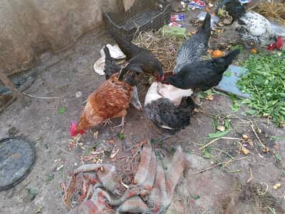 cage 11000 & golden missry dassi morgiya hens andiy day rahi hay