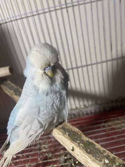 Exi male and king size female read description plz