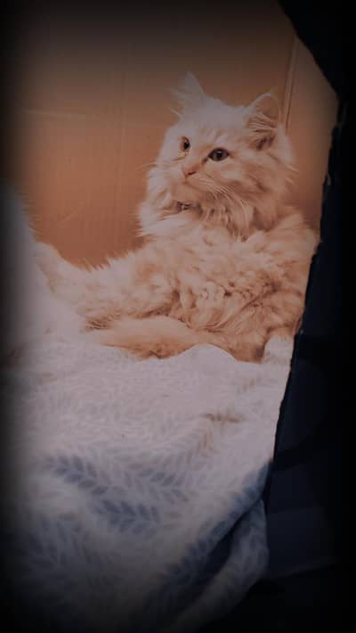 kitten