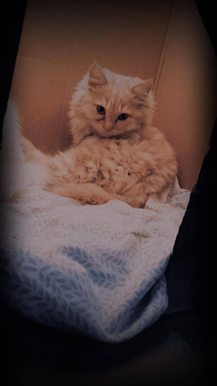 kitten 1
