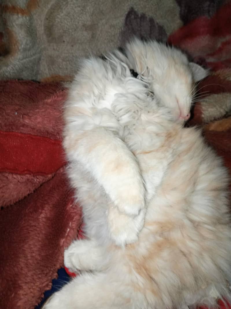 kitten 2