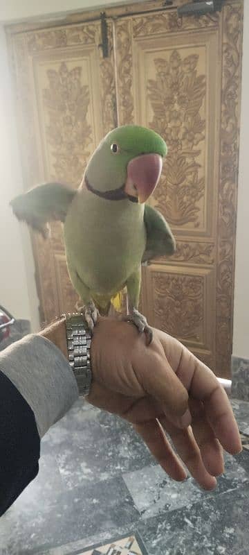 raw parrot