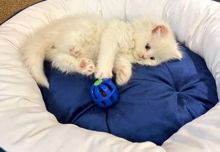 Persian Kitten for Sake with Her Accessories worth 8K