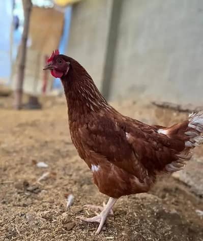 lohman  and aseel hen whtspp 03311079150