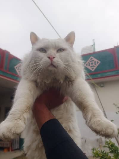 Persian kittens|triple Coated|Doll  Face kittens |cute | with accessor