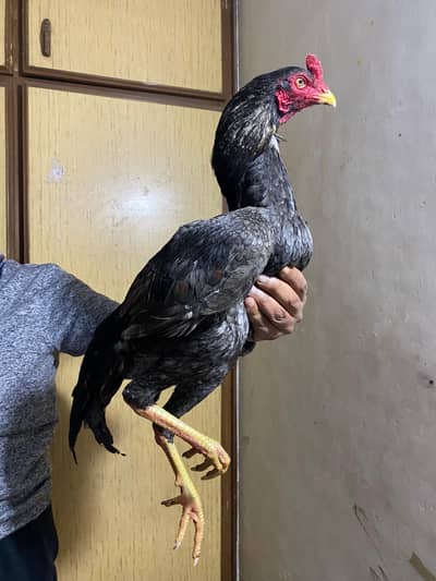 Pakistani x burmi bahtareen patha