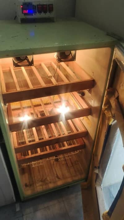 Heavy duty Egg Incubator