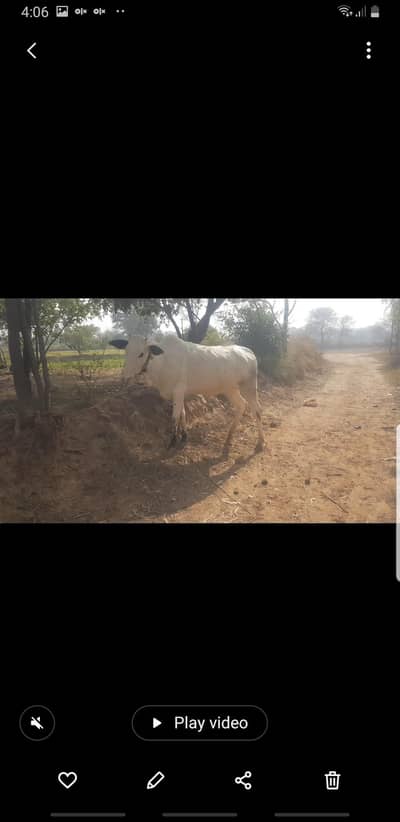 Fateh Jangi Danni Cow