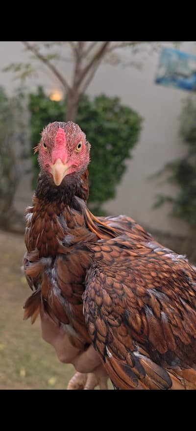 Pure Aseel High Quality bird