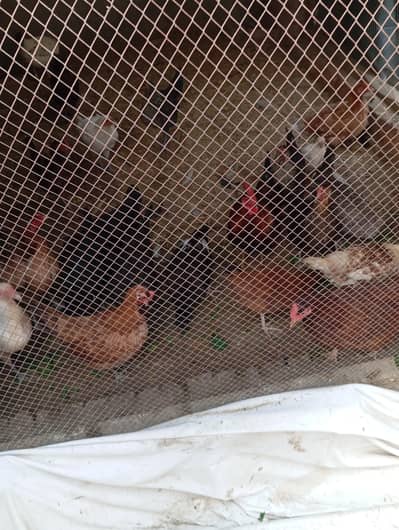 golden misri murgian ande wali