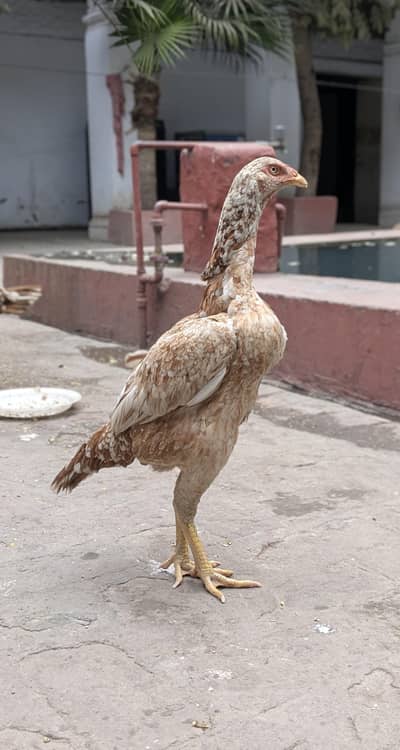 Aseel Hens / Exchange Possible