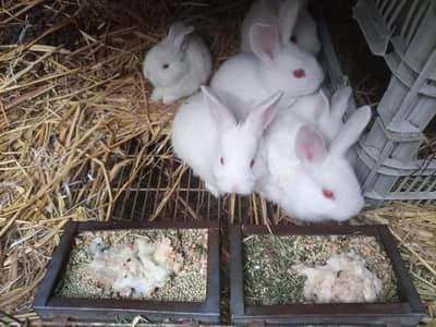 New Zealand White Bunnies 1 month Location Rawalpindi