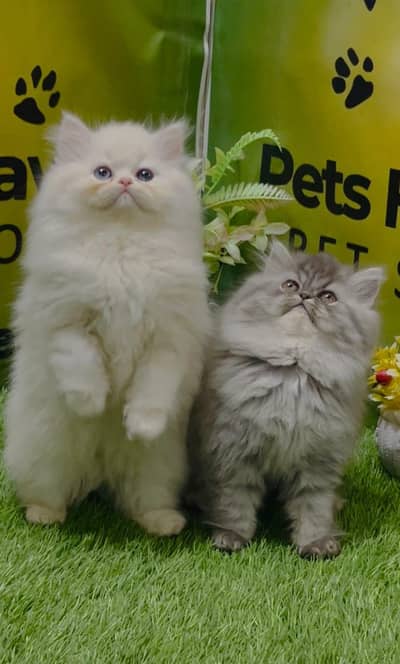 Persian Kittens|Punch Face Kittens|Cute|Triple Coated Kittens|Lahore|