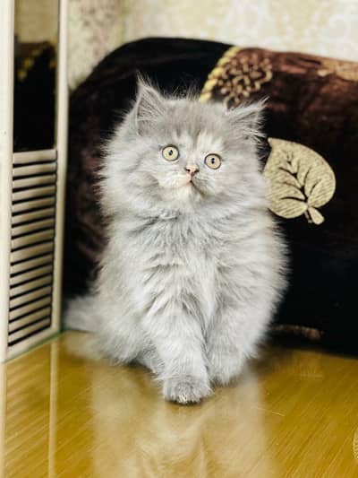 Persian Kittens|Punch Face Kittens|Cute|Triple Coated Kittens|Lahore|