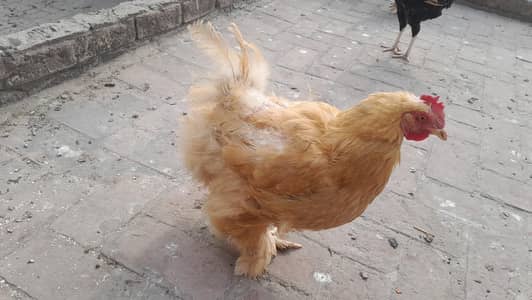 golden buff male and female