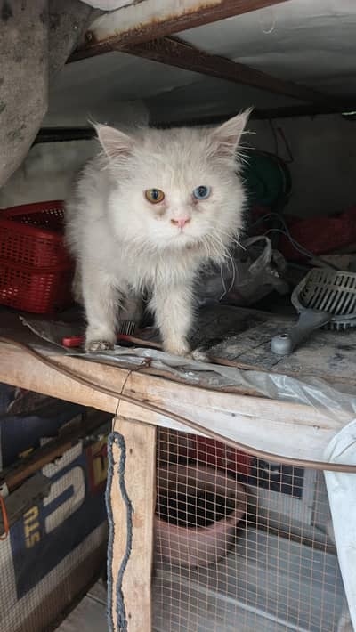 Persian tripall cout