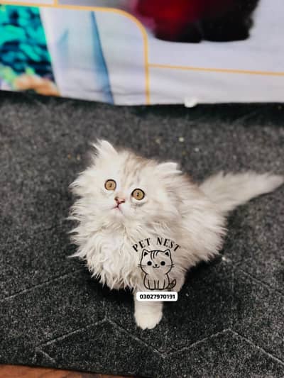 home  delivery available Persian punch face cat kitten