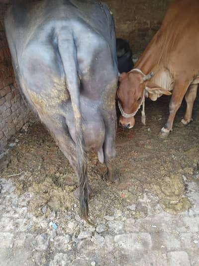 cow and bufflao for sell