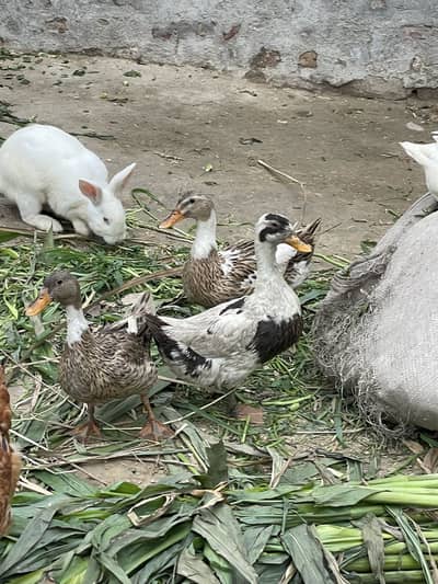 6 females 2 white male for sale female eggs laying 03368792398