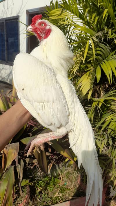 Top quality paper white Heera Aseel male | white murgha | Heera