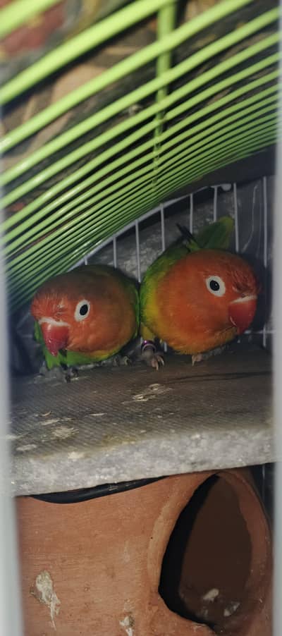 Love birds pair with cage Green fishers