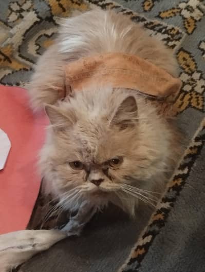 Persian Puch face cat