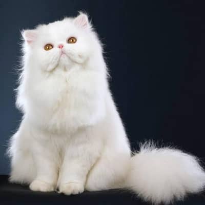 white persian cat vacinated and stayed in home