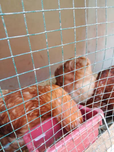 lohaman Burwan Murgi Ready to egg laying