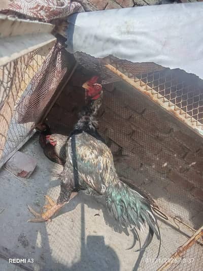 1 pair and 1 single female  aseel