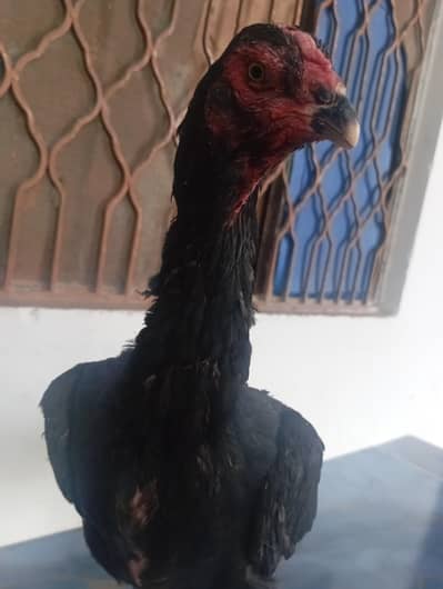 black german oh shamo female