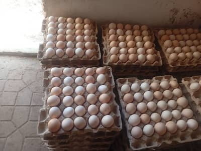 Dasi Eggs ( Golden mesri)  1 Panti