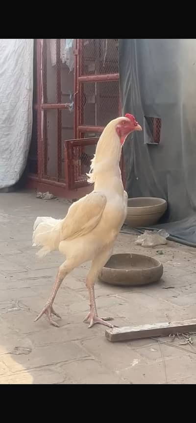 1 male with 3 breeder females