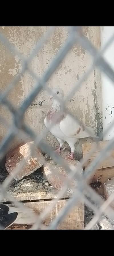 ghaghara pair and zard male for sale  sharazi pair guldar