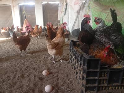 Golden mesri Hens stater