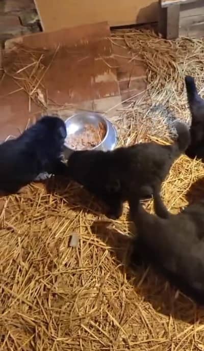 German Shepherd and Husky 0 WhatsApp