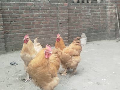 3 Golden Buff Heavy Male - Azan bhi dete Hain - Fully ready for cross