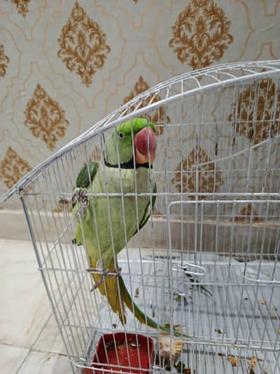 green parrot