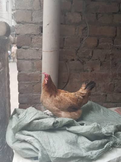 2 Egg laying Desi hens for sale Ghr ki palli hui hai
