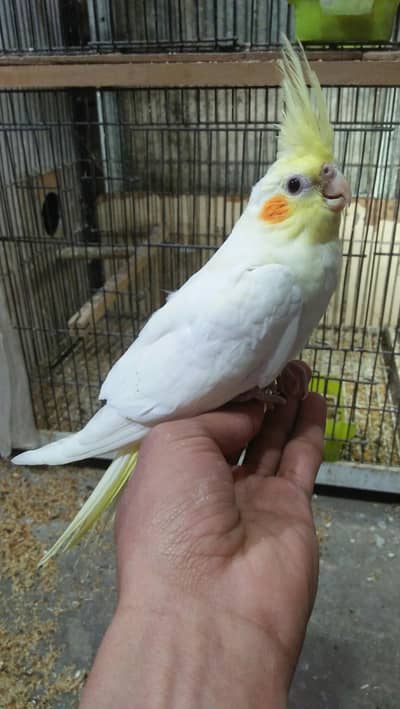 add pure read Kary cocktail self chicks